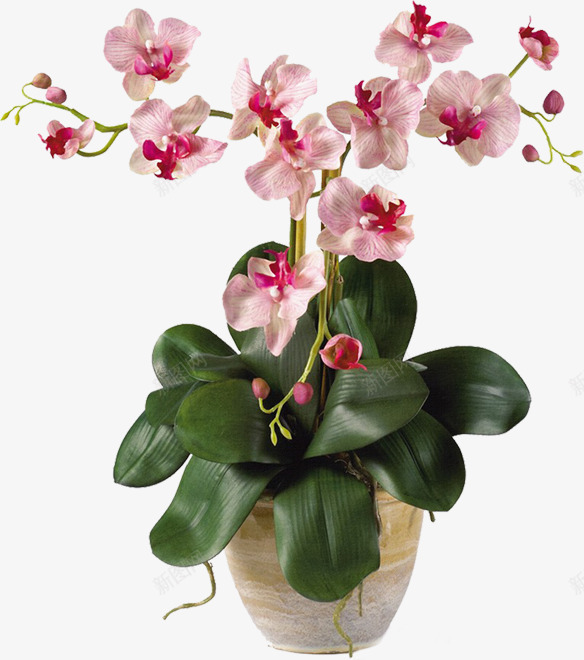 摄影草本植物粉红色花朵png免抠素材_88icon https://88icon.com 摄影 粉红色 花朵 草本植物