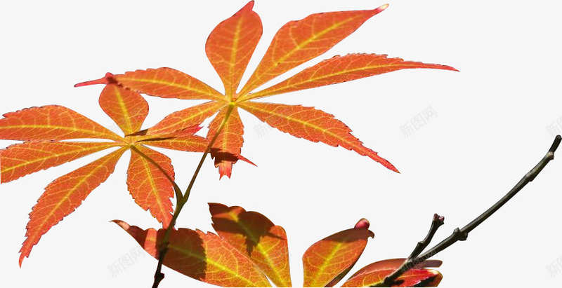 秋天红枫树叶png免抠素材_88icon https://88icon.com 枫树叶 秋天植物 红枫叶 装饰枫叶