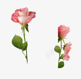 摄影粉红色的玫瑰花效果png免抠素材_88icon https://88icon.com 摄影 效果 玫瑰花 粉红色