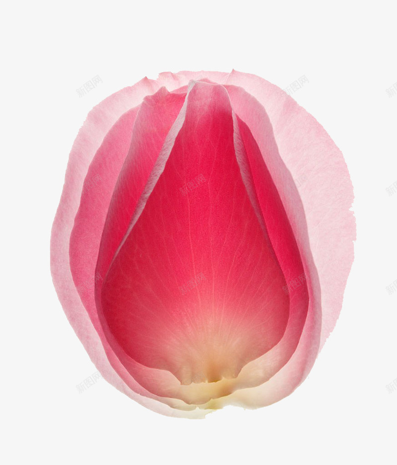 粉玫瑰花瓣png免抠素材_88icon https://88icon.com 正面 玫瑰花 粉玫瑰花瓣 粉红色 花瓣