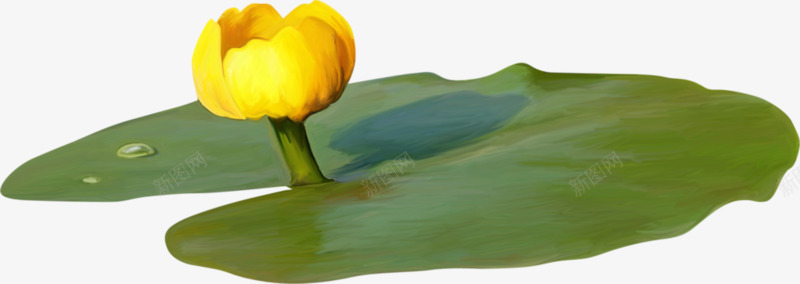 黄睡莲png免抠素材_88icon https://88icon.com 植物 水珠 睡莲 荷叶