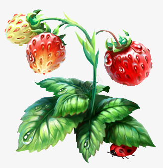 带水珠的草莓png免抠素材_88icon https://88icon.com 水珠 草莓