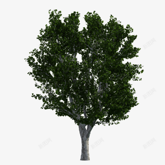 大树树木树干树枝树叶png免抠素材_88icon https://88icon.com 大树 树叶 树干 树木 树枝