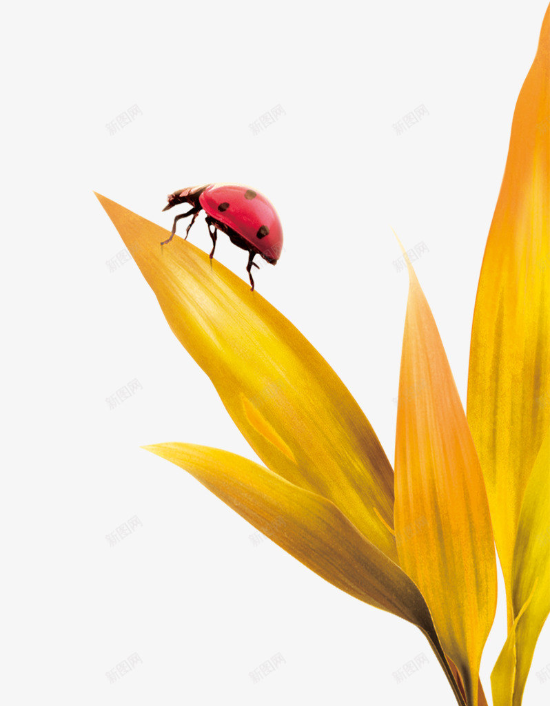 秋色png免抠素材_88icon https://88icon.com 瓢虫 秋天 风景