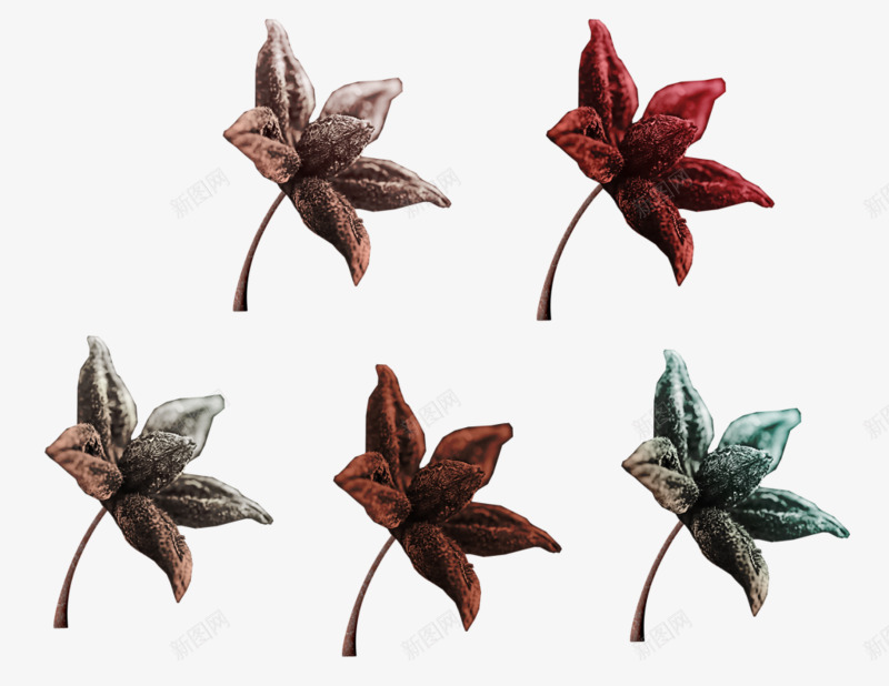 卡通手绘树叶植物枫叶png免抠素材_88icon https://88icon.com 卡通植物 枫叶 树叶 植物