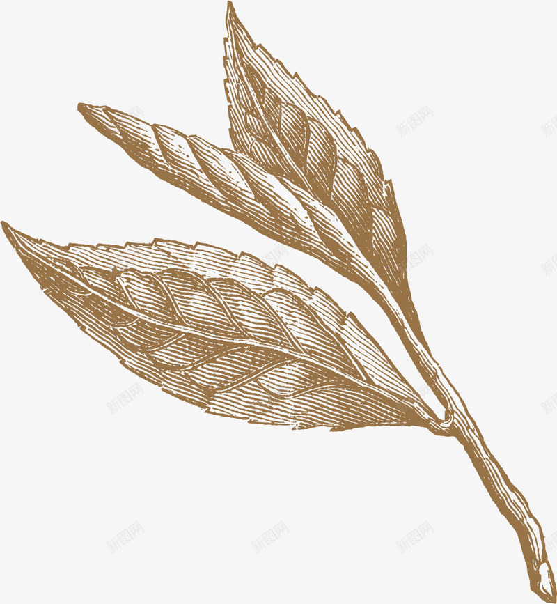 淡色水彩毛尖png免抠素材_88icon https://88icon.com 新鲜茶叶 毛尖茶叶 水彩茶叶 淡色茶叶 绿色茶叶 茶叶