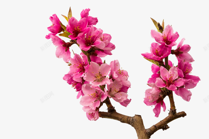 红色清新文艺桃花背景png免抠素材_88icon https://88icon.com 开花 文艺 春季 树枝 清新 红色 花朵 装饰图案
