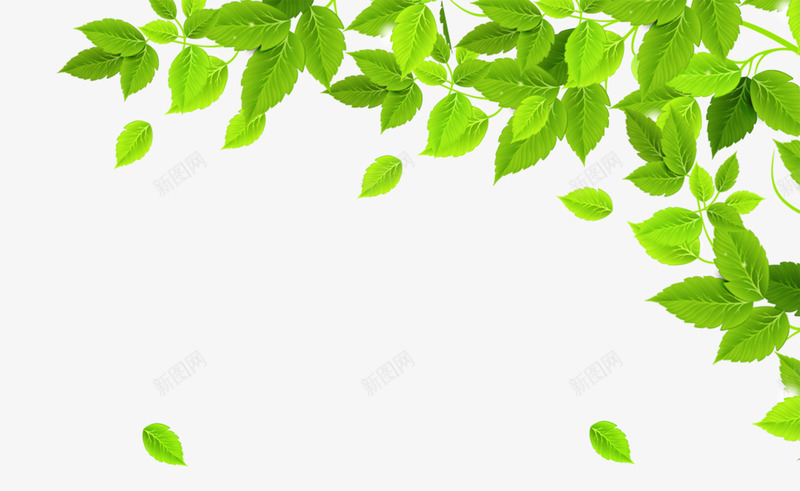 植物绿叶psd免抠素材_88icon https://88icon.com 图片素材 夏天 夏季促销 大促 绿叶