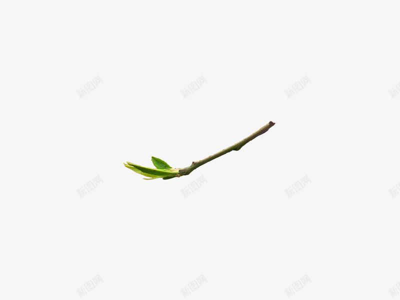 带嫩芽的树枝海报背景png免抠素材_88icon https://88icon.com 嫩芽 树枝 海报 背景