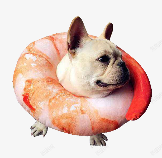 法斗玩具png免抠素材_88icon https://88icon.com 法斗 眼睛大 背毛平滑 虾仁 骨骼沉重