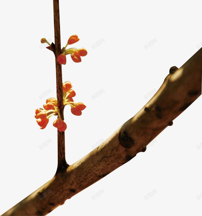 分叉树枝桂花png免抠素材_88icon https://88icon.com 丹桂 丹桂树枝 分叉树枝 小花 小黄花 树枝 桂花 桂花花瓣 桂花香 植物