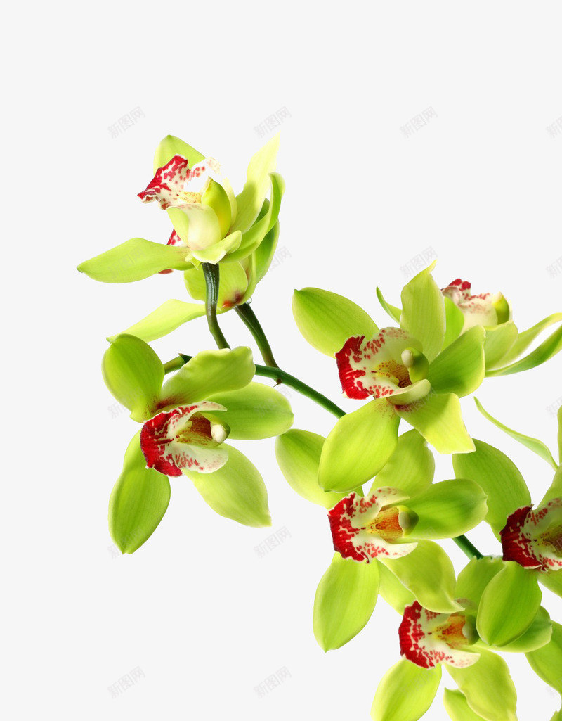 兰花枝叶图案png免抠素材_88icon https://88icon.com 兰花 平面设计 广告设计背景 背景图案 蝴蝶兰树枝 装饰背景
