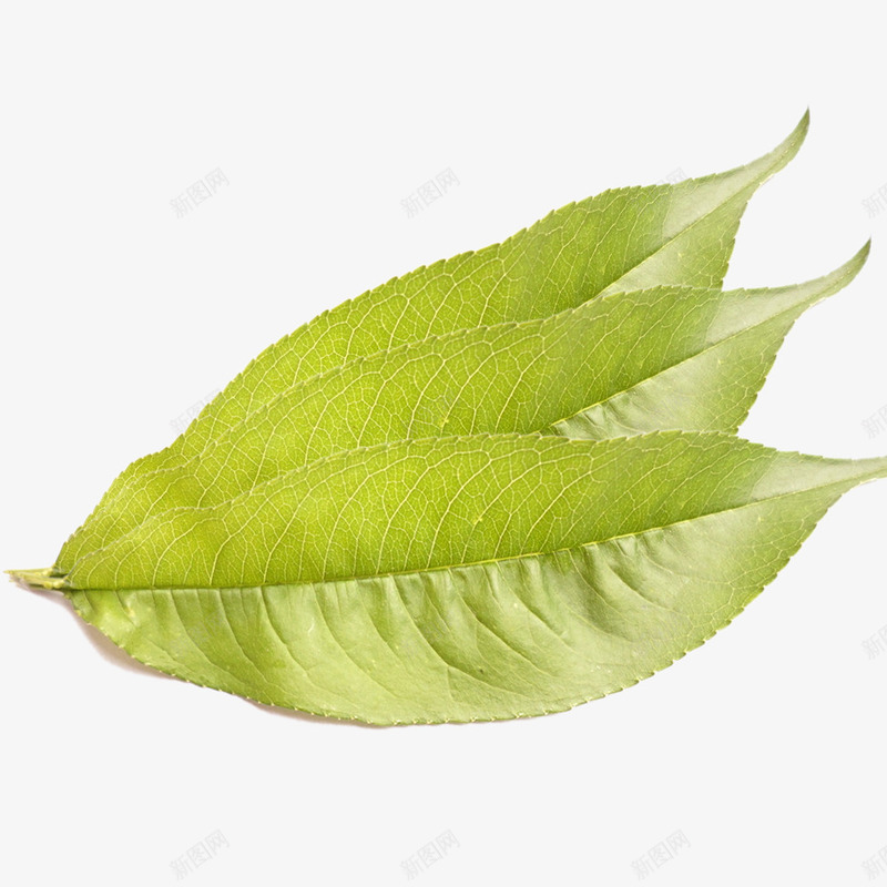 鲜嫩桃叶png免抠素材_88icon https://88icon.com 叶片 树枝树叶 桃叶 绿色树叶 鲜嫩桃叶