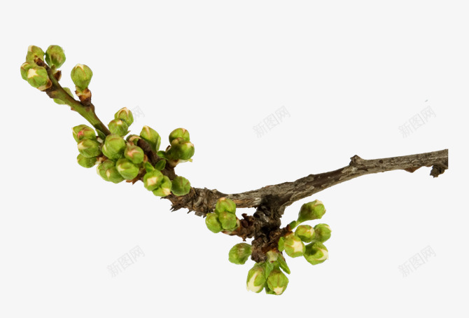 花枝花草绿色花朵花苞树枝png免抠素材_88icon https://88icon.com 树枝 绿色 花朵 花枝 花苞 花草