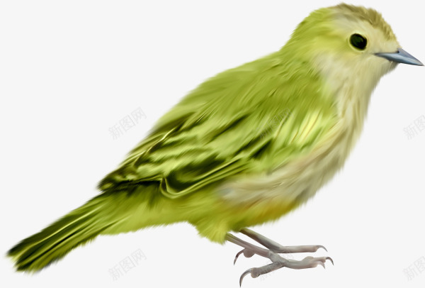 绿色小鸟png免抠素材_88icon https://88icon.com 小鸟 站立 绿色 静止
