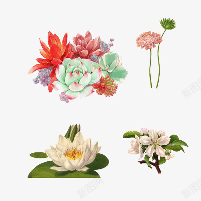 手绘植物组合png免抠素材_88icon https://88icon.com 卡通 多肉 多肉组合 彩铅 手绘 植物 绿叶 荷花 雏菊