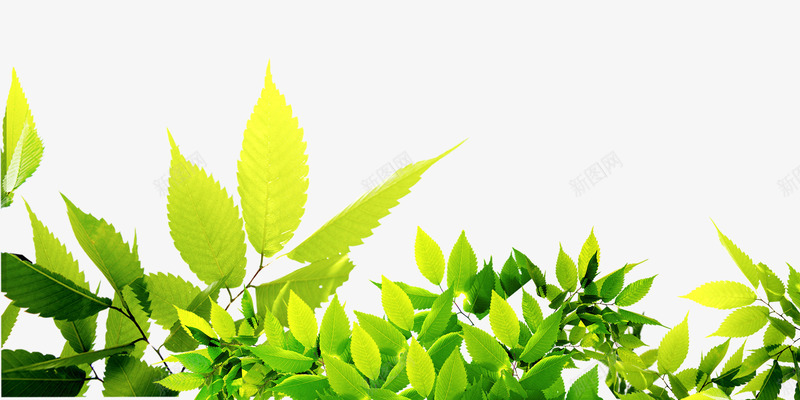 金黄色渐变颜色质感秋天植物树叶png免抠素材_88icon https://88icon.com 树叶 植物 渐变 秋天 质感 金黄色 颜色