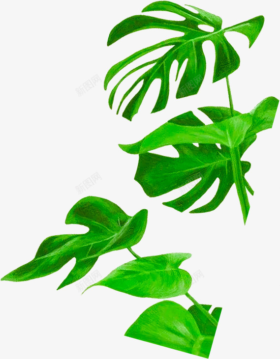 绿色叶子植物秋天海报效果png免抠素材_88icon https://88icon.com 叶子 效果 植物 海报 秋天 绿色