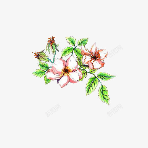 植物苹果花png免抠素材_88icon https://88icon.com PNG图片 PNG图片素材 PNG素材 PNG素材免费下载 植物 花卉 苹果花