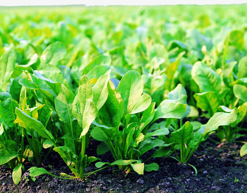 菜园青菜png免抠素材_88icon https://88icon.com 新鲜 新鲜蔬菜 植物 田园清蔬 绿色 绿菜 菜园 菜田 蔬菜 青菜
