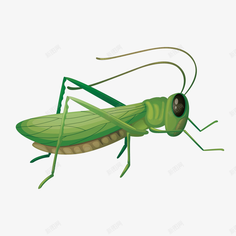 绿色蚂蚱矢量图ai免抠素材_88icon https://88icon.com 动物 昆虫 绿色 翅膀 跳 飞翔 矢量图
