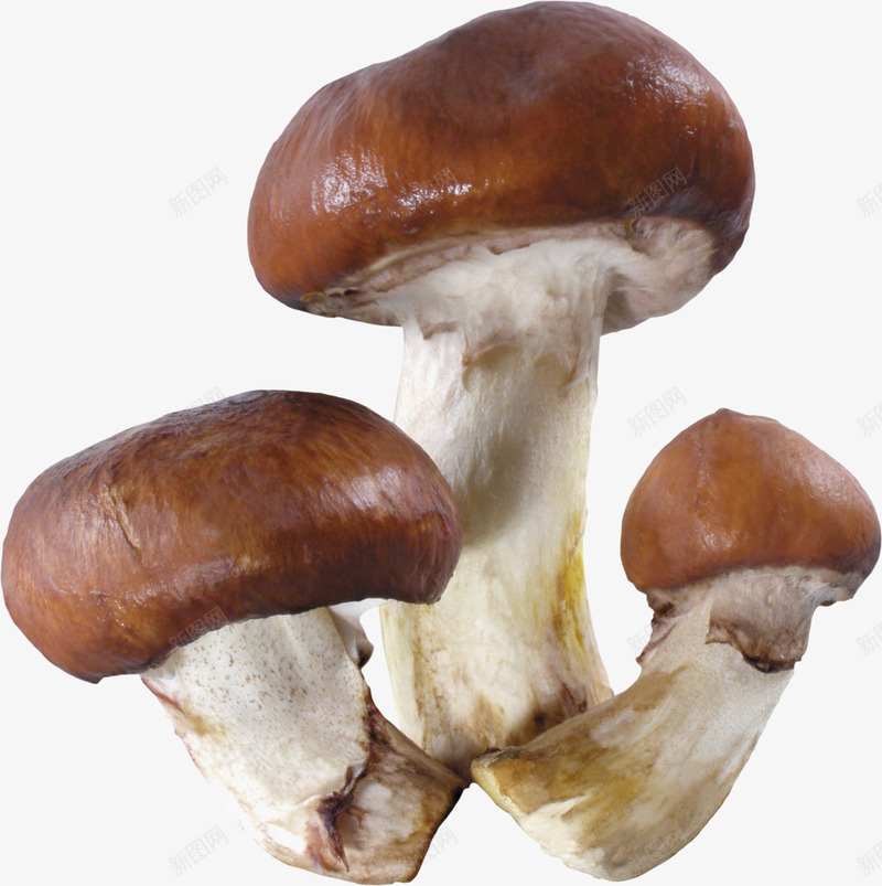 菇类食物png免抠素材_88icon https://88icon.com 菇类 蔬菜 蘑菇 食材 香菇