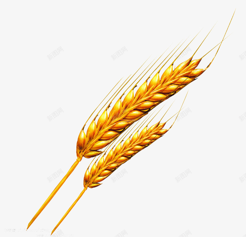 金色麦穗图案png免抠素材_88icon https://88icon.com 炫酷 金色 麦穗