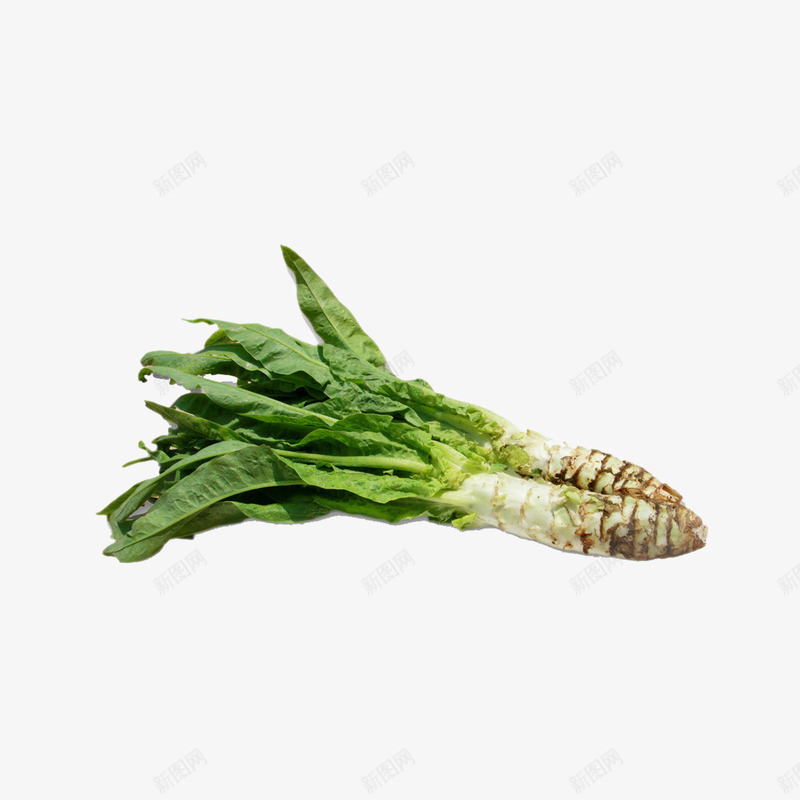 莴笋png免抠素材_88icon https://88icon.com 莴笋 蔬菜