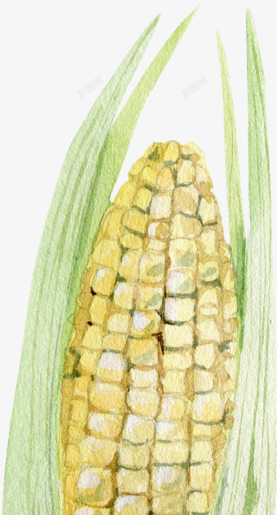 卡通手绘蔬菜装饰海报玉米png免抠素材_88icon https://88icon.com 卡通植物插画 卡通装饰 小清新插画 广告设计 海报设计 玉米 美食 蔬菜 蔬菜插画