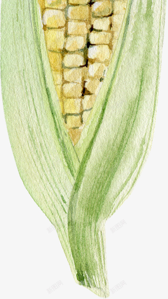 卡通手绘蔬菜装饰海报玉米png免抠素材_88icon https://88icon.com 卡通植物插画 卡通装饰 小清新插画 广告设计 海报设计 玉米 美食 蔬菜 蔬菜插画