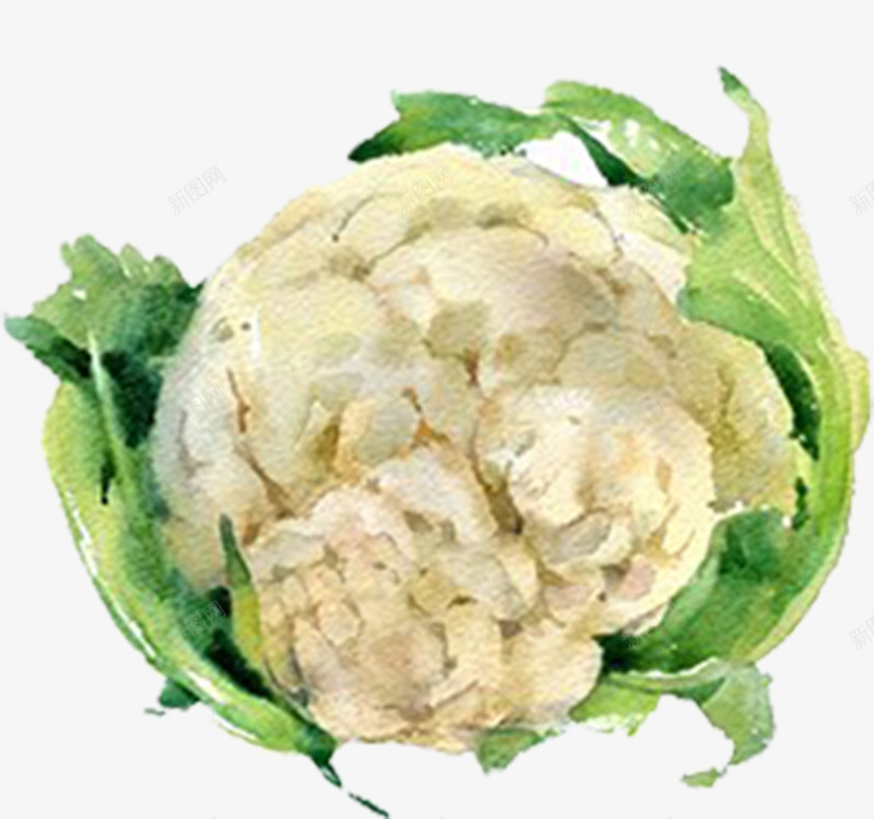 手绘水彩切好的蔬菜卷心菜png免抠素材_88icon https://88icon.com 切好的蔬菜 手绘蔬菜 有机蔬菜 果蔬 绿色蔬菜 茄子 蔬菜