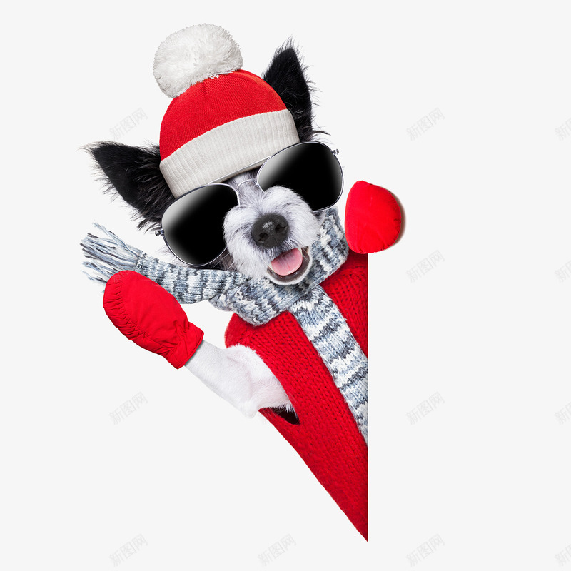 穿着红色衣服的狗狗png免抠素材_88icon https://88icon.com 动物素材 宠物狗 小狗 眼镜 红色帽子