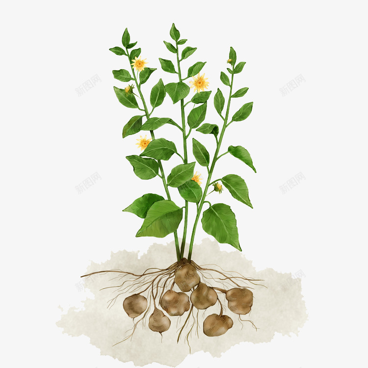 马铃薯农作物彩绘png免抠素材_88icon https://88icon.com 免抠PNG 农作物 土豆 植物 花 蔬菜 马铃薯农作物彩绘
