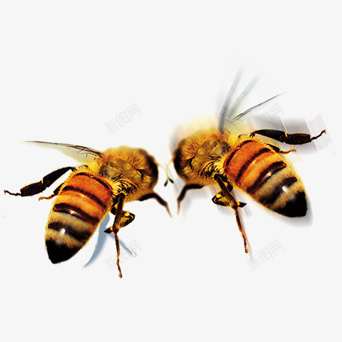 蜜蜂png免抠素材_88icon https://88icon.com 动物 昆虫 条纹 橙黄 翅膀 蜂类 蜜蜂