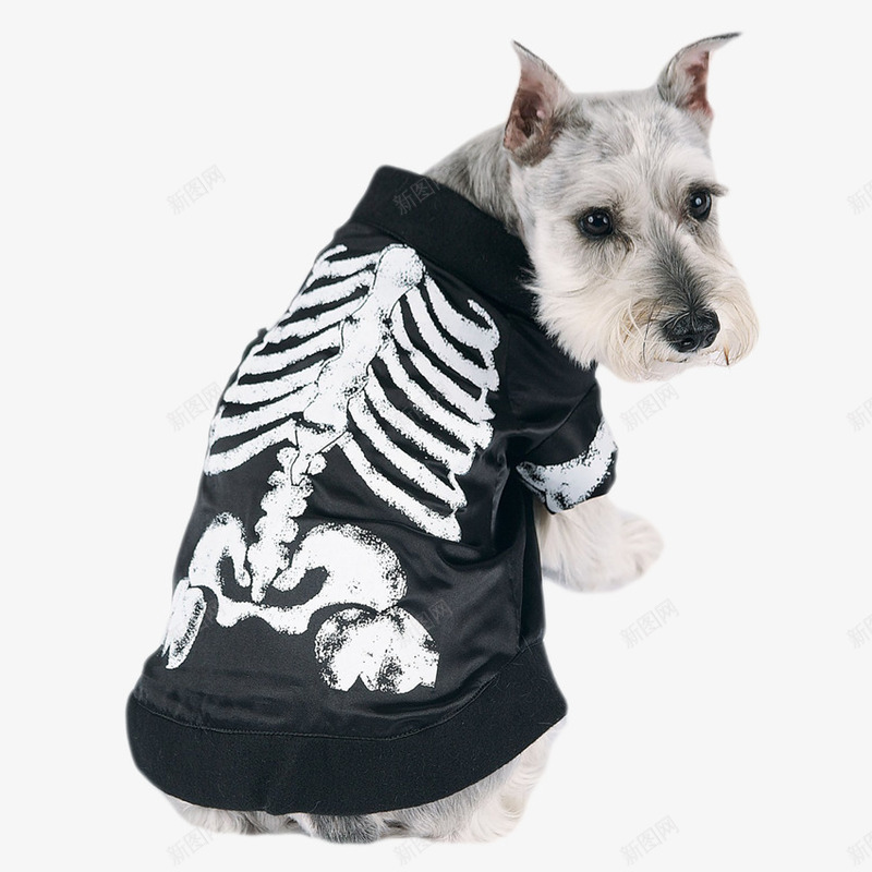 穿衣服的狗狗png免抠素材_88icon https://88icon.com 可爱 宠物 宠物狗 小狗 狗 穿衣服的狗狗