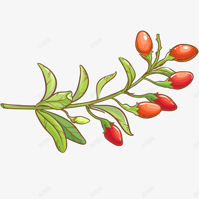 新鲜枸杞矢量图ai免抠素材_88icon https://88icon.com 叶子 新鲜枸杞免抠PNG 果实 枸杞 秋季养生 素食 矢量图