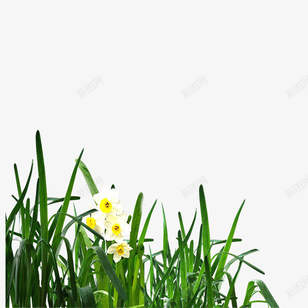 绿色花草免费png免抠素材_88icon https://88icon.com 植物 白色小花 绿色 花 草