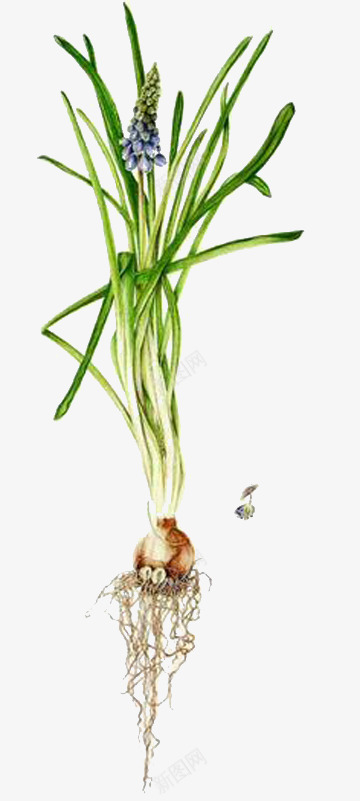手绘葡萄风信子png免抠素材_88icon https://88icon.com 叶子 手绘 植物 水彩 葡萄风信子