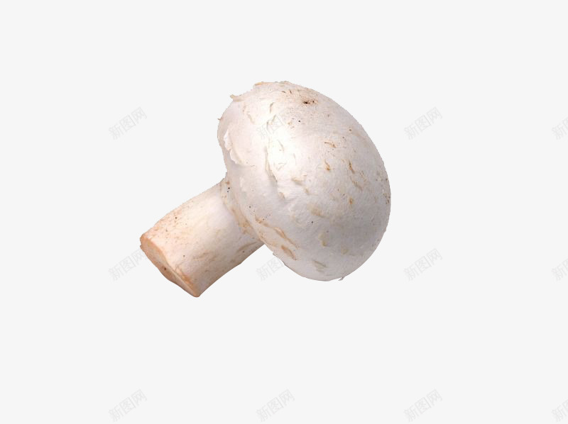 一个新鲜的双孢蘑菇png免抠素材_88icon https://88icon.com 洋蘑菇 白蘑菇 真菌 食用菌