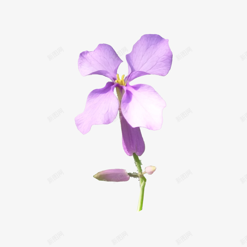 紫色单朵小花png免抠素材_88icon https://88icon.com 一枝花 四瓣花 紫色 花