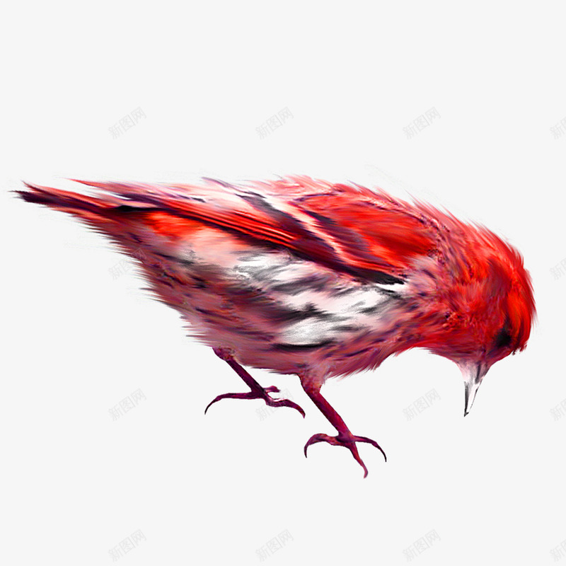 手绘鸟类png免抠素材_88icon https://88icon.com 动物 卡通 彩色 手绘鸟类 翅膀 鸟图案