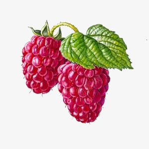 两串红色葡萄png免抠素材_88icon https://88icon.com 串红 葡萄