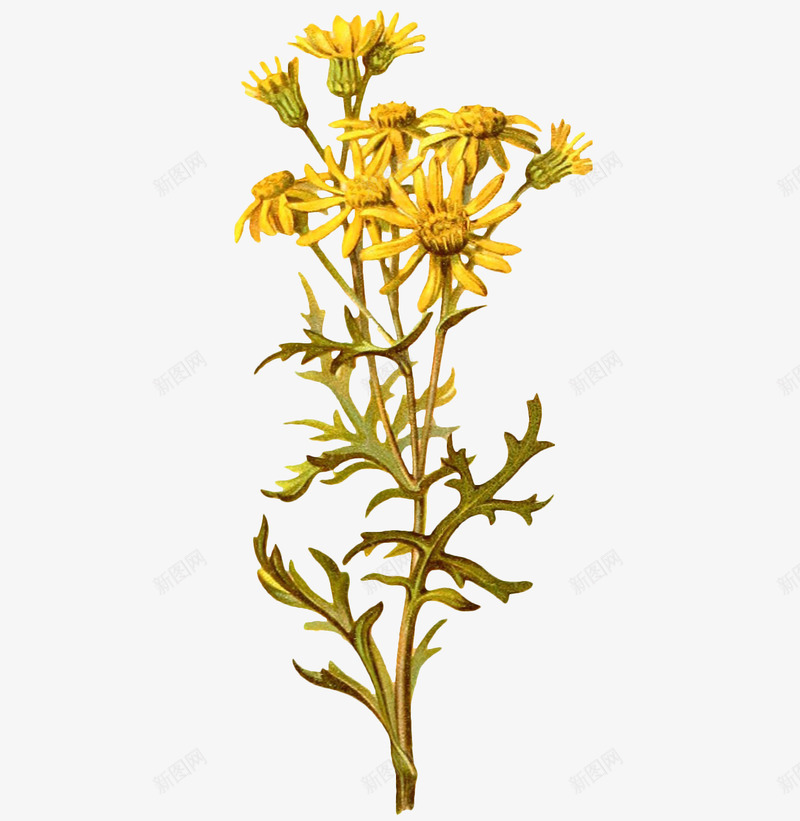 黄色小菊花png免抠素材_88icon https://88icon.com 叶子 植物 绿叶 花朵 菊花 装饰 黄色