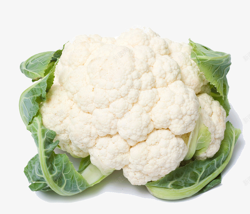 新鲜的包菜png免抠素材_88icon https://88icon.com 包菜 有机蔬菜 蔬菜 食材 食物