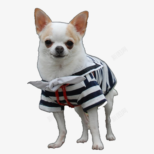 穿衣服的吉娃娃png免抠素材_88icon https://88icon.com 吉娃娃 宠物 穿衣服的狗
