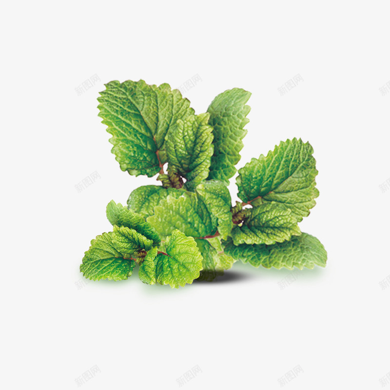新鲜薄荷叶psd免抠素材_88icon https://88icon.com 叶子 新鲜 薄荷 薄荷叶