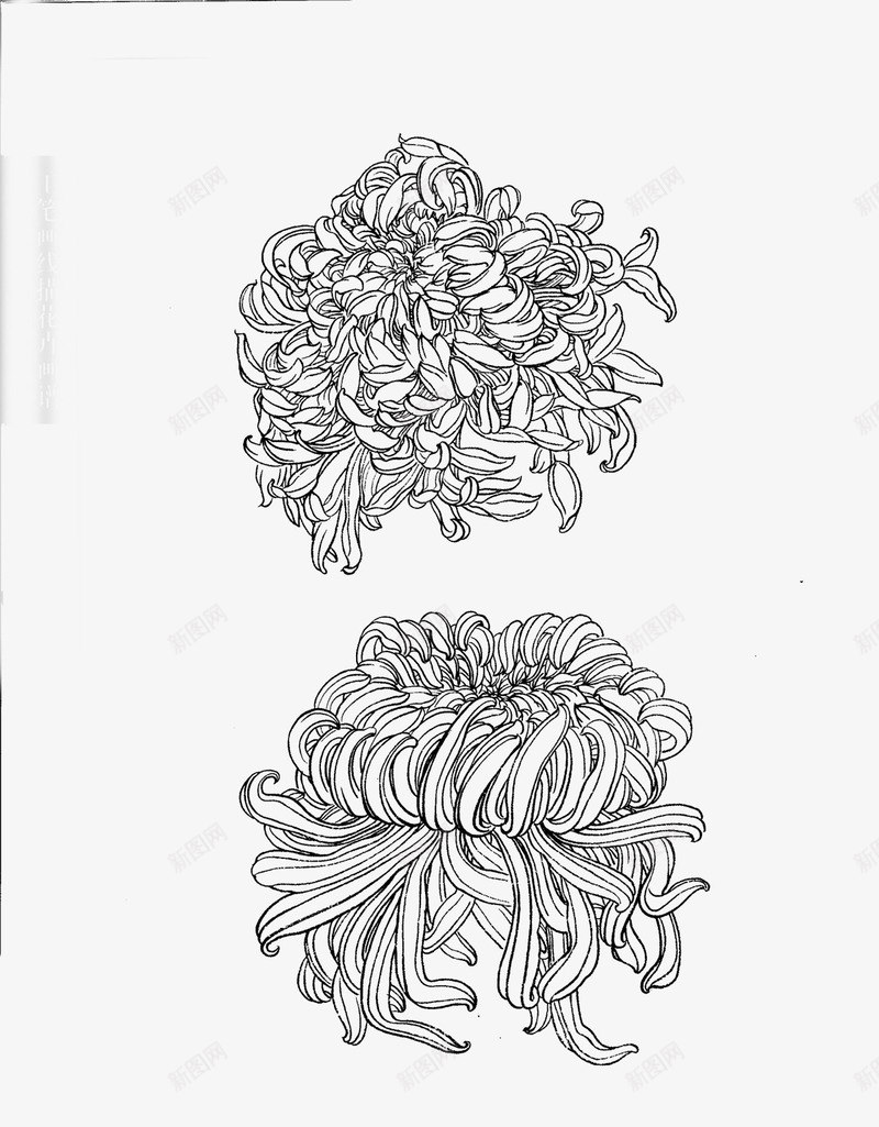 菊花png免抠素材_88icon https://88icon.com 白描 花卉线稿 菊花