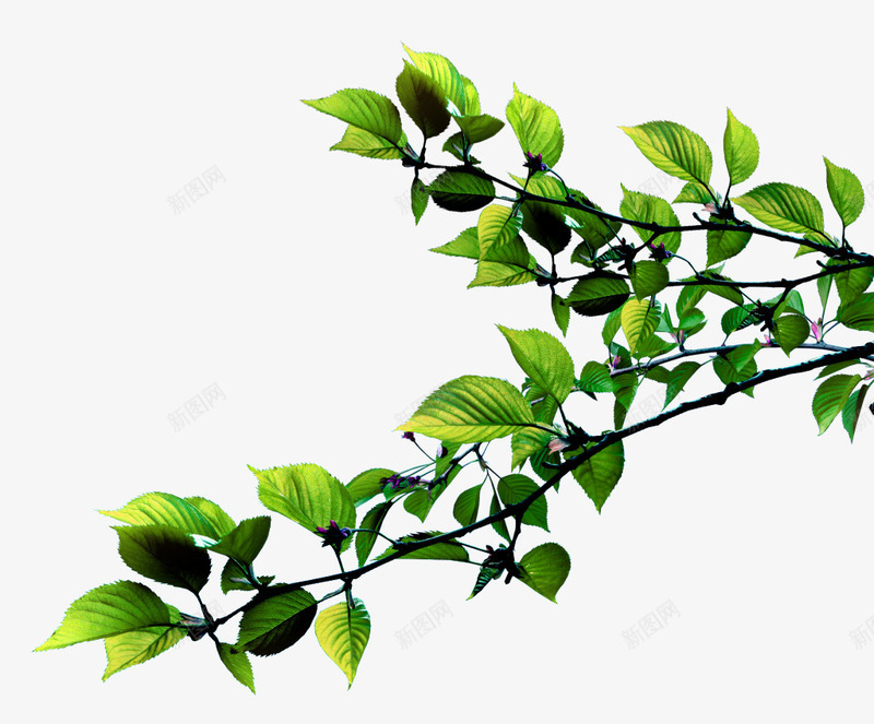 好看的一片茎叶png免抠素材_88icon https://88icon.com 叶子 大自然 好看 漂亮 绿色 绿芽 茎叶 颜值高