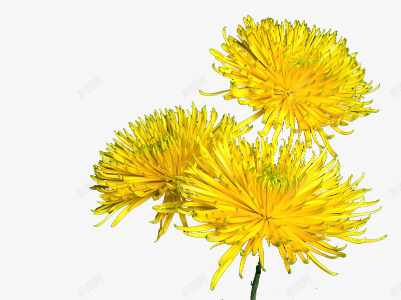菊花装饰图png免抠素材_88icon https://88icon.com 装饰图绿色植物菊花