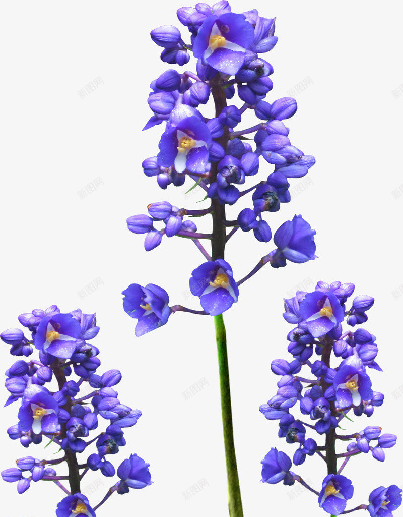 漂亮藏红花花枝png免抠素材_88icon https://88icon.com 漂亮藏红花 花朵 花枝 藏红花
